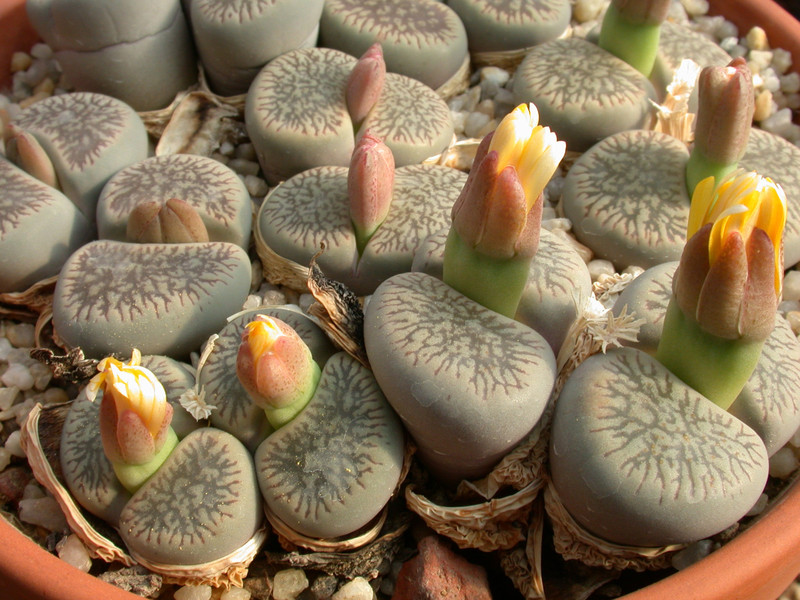 lithops aucampiae euniceae fluminalis c54 02