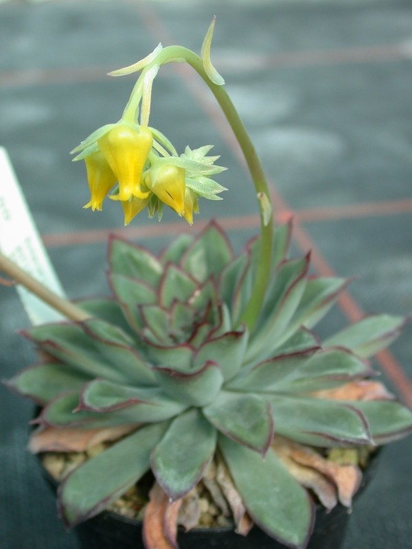 echeveria pulidonis es3969 04