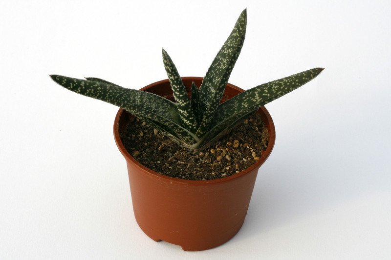 gasteria verrucosa 7244