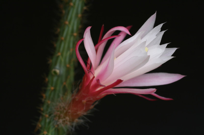 aporocactus rot wei