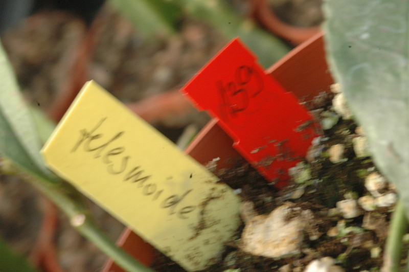 hoya telesmoides 9117