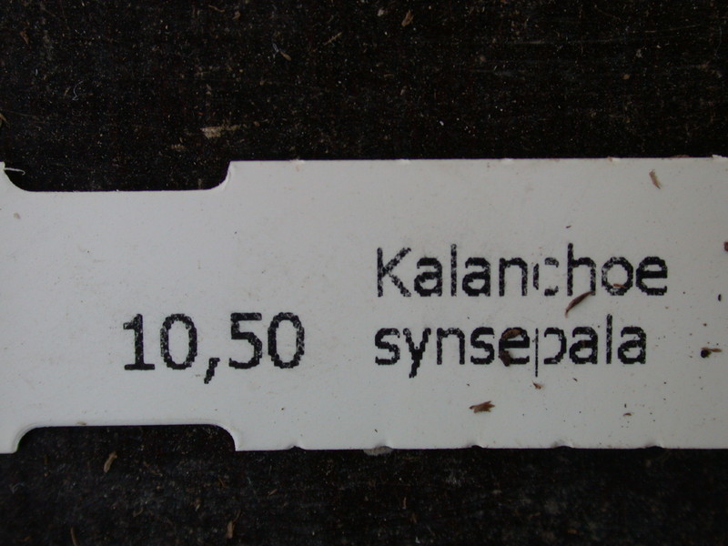 kalanchoe synsepala 8600