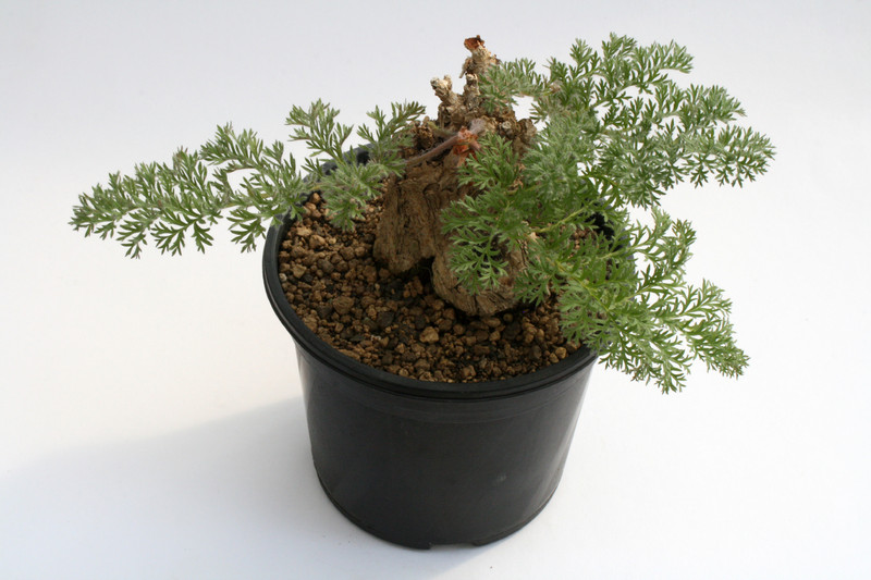 pelargonium triste large 6796