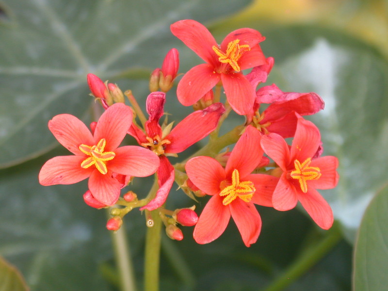 jatropha macrantha 5669