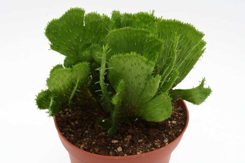 euphorbia flanaganii cristata 6930