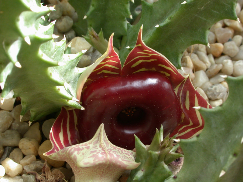 huernia zebrina magniflora karoo 01