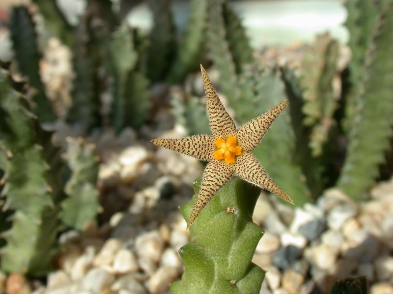 piaranthus framesii2