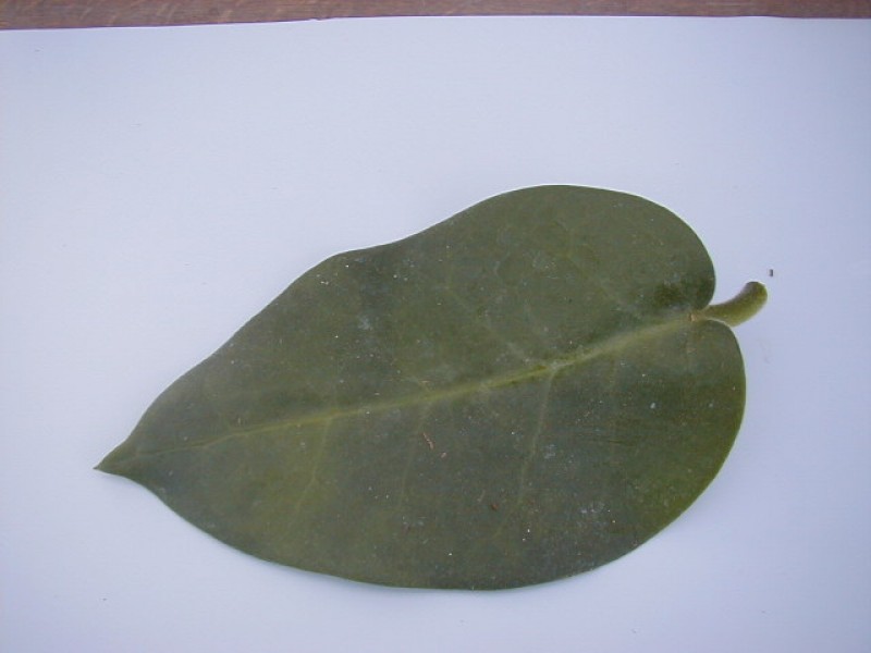 hoya calycina leaf