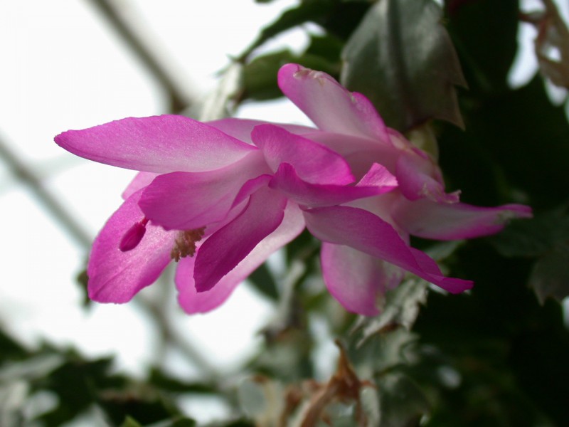 schlumbergera thor nille 02