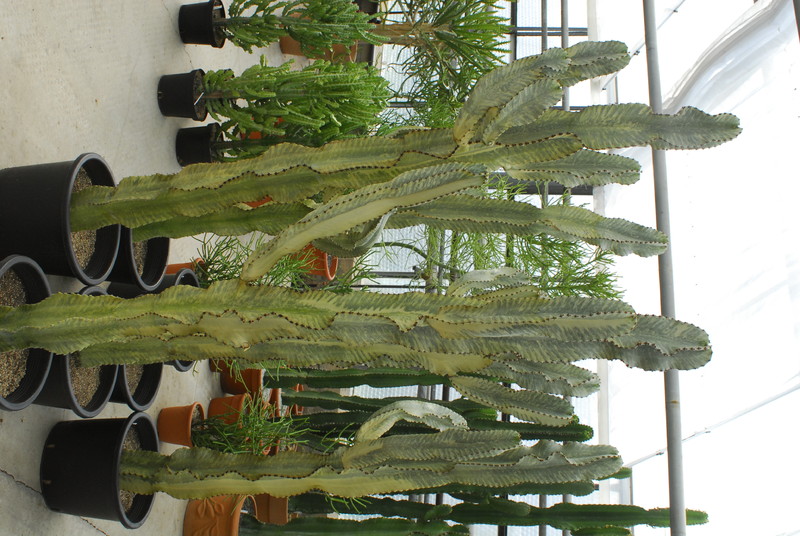 euphorbia ingens marmorata 0004