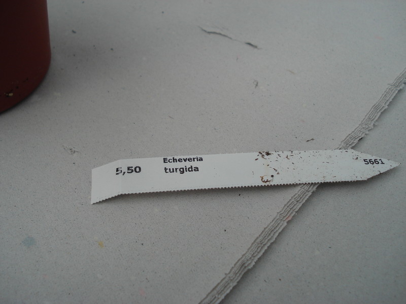 echeveria turgida 8341