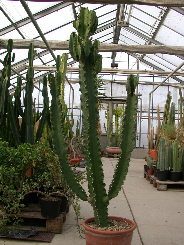euphorbia ingens 03
