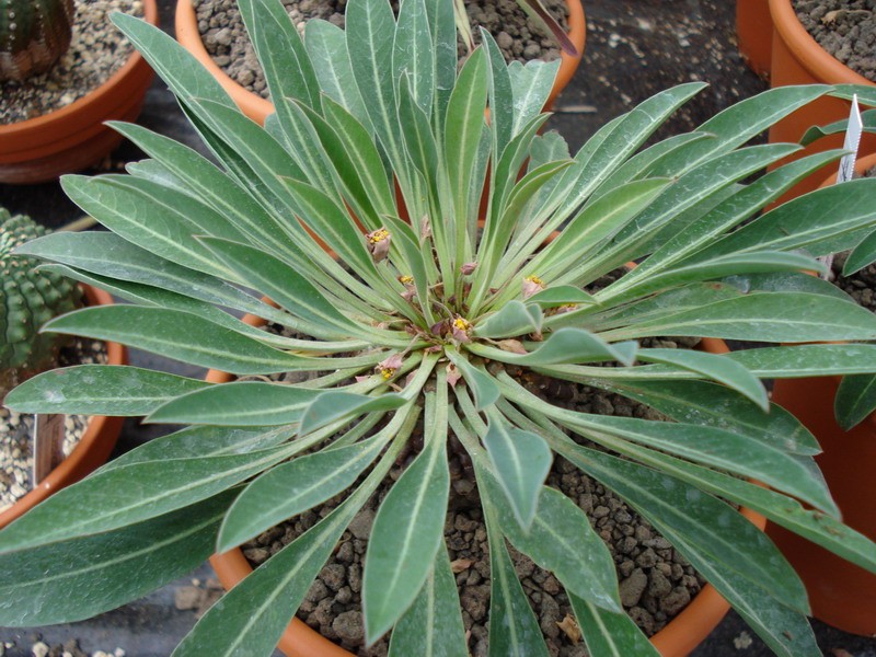 euphorbia bupleurifolia männlich