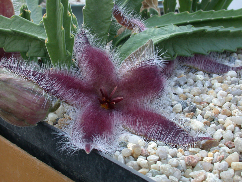 stapelia grandiflora1