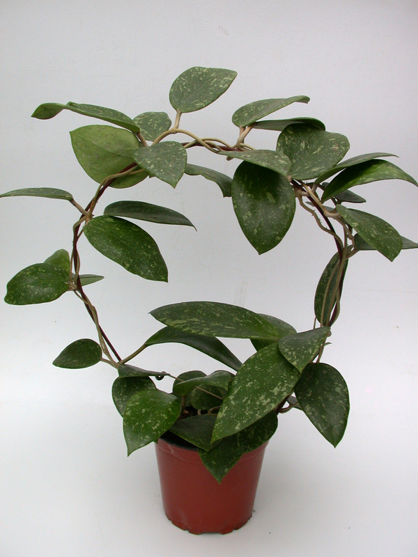 hoya parasitica lao 3926