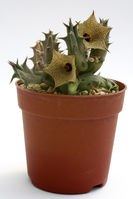 huernia micoyi dp8876 0483