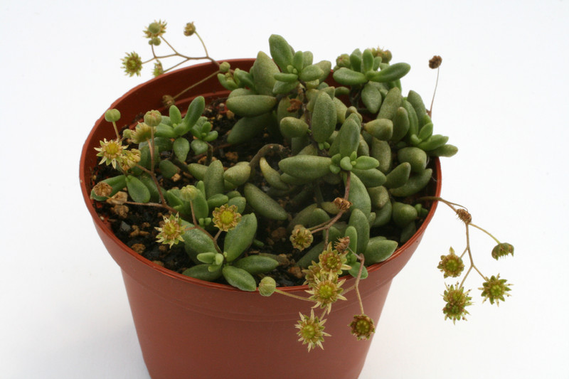 monanthes eaxiflora 9852