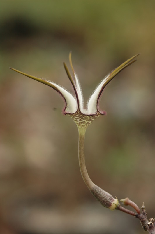 ceropegia stapeliaeformis 8772