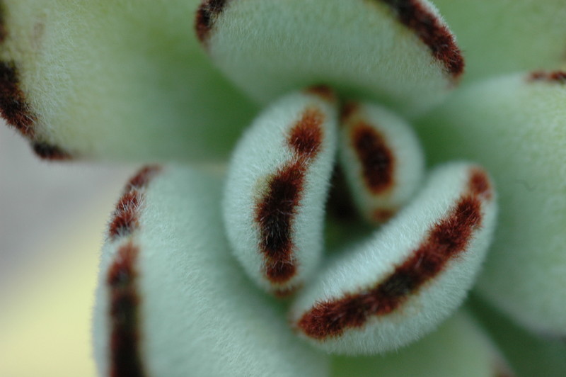kalanchoe tomentosa 216