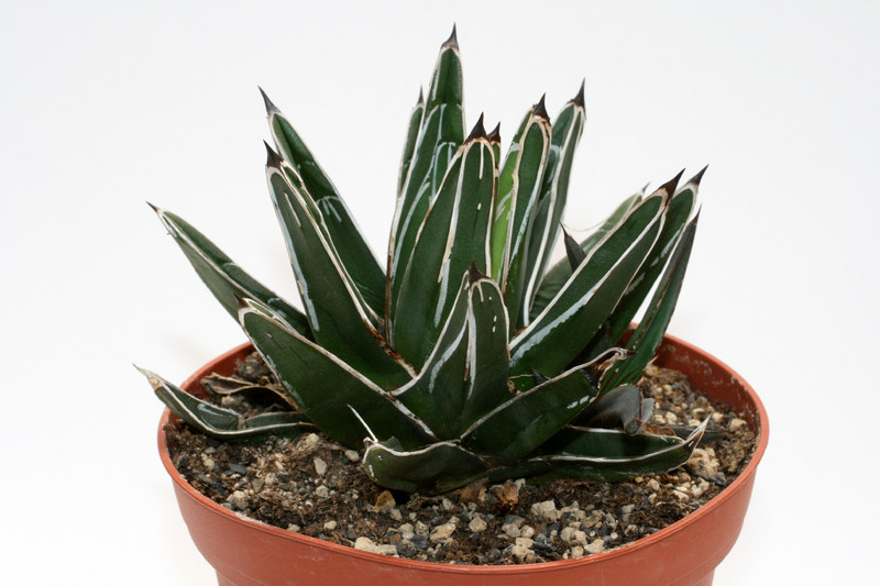agave victoria reginae 7666