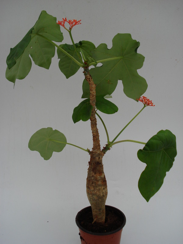 jatropha podagrica 766