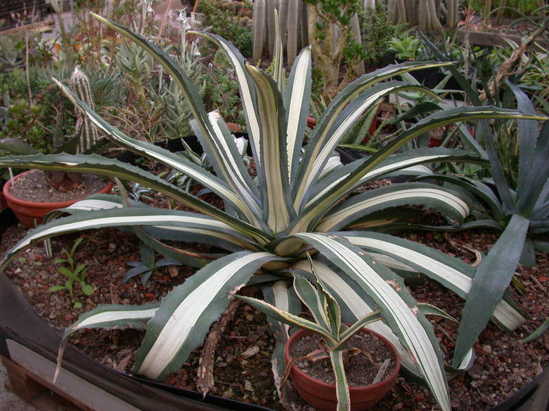 agave withe stripes01