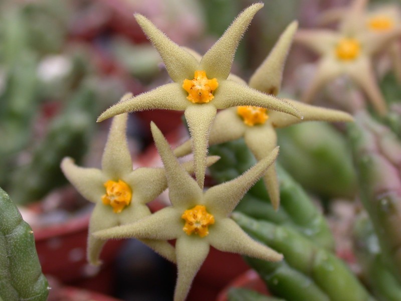 piaranthus geminatus pillansii 01