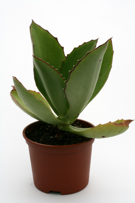 kalanchoe synsepala 5239
