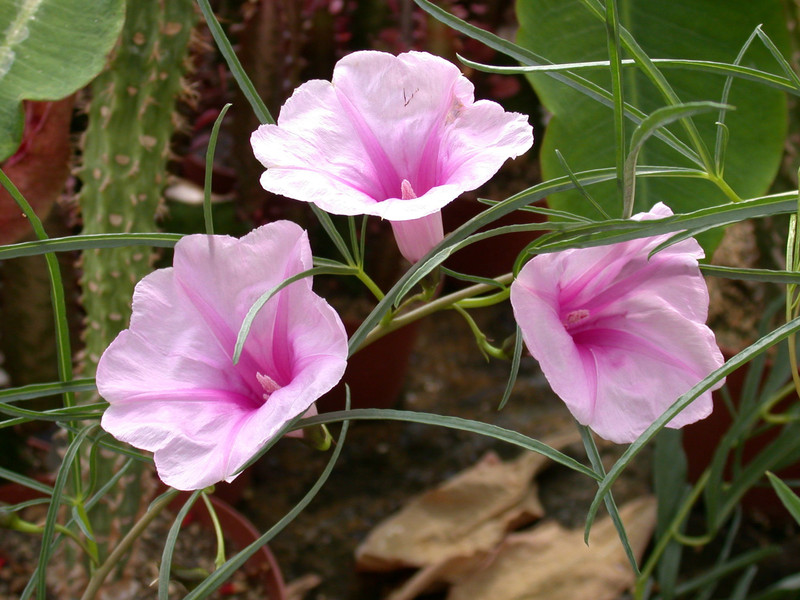 ipomoea bolusiana 02