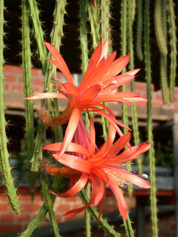 aporocactus sussex flame9