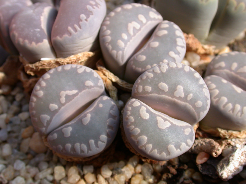 lithops naureeniae 02