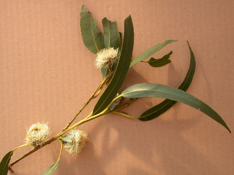 eucalyptus 01