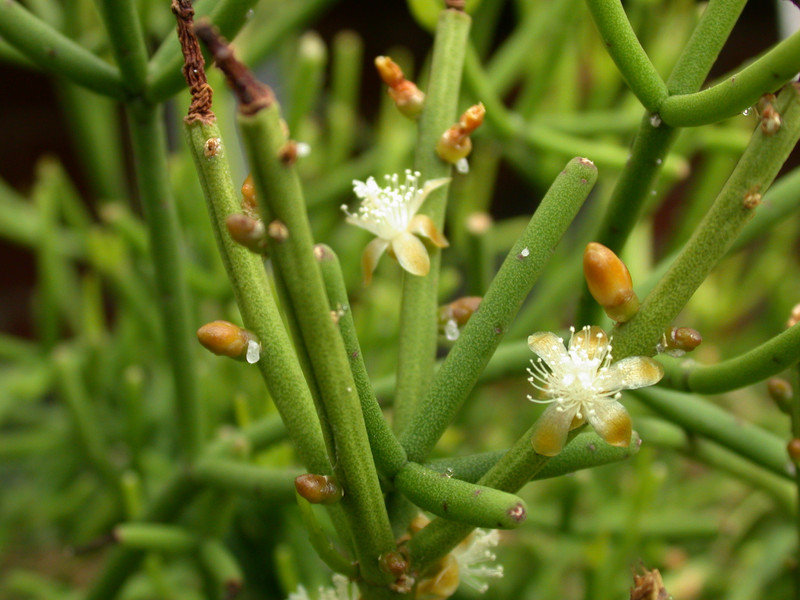 rhipsalis teres 26