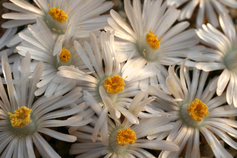 lithops karasmontana mickbergensis 7350 c168 0189