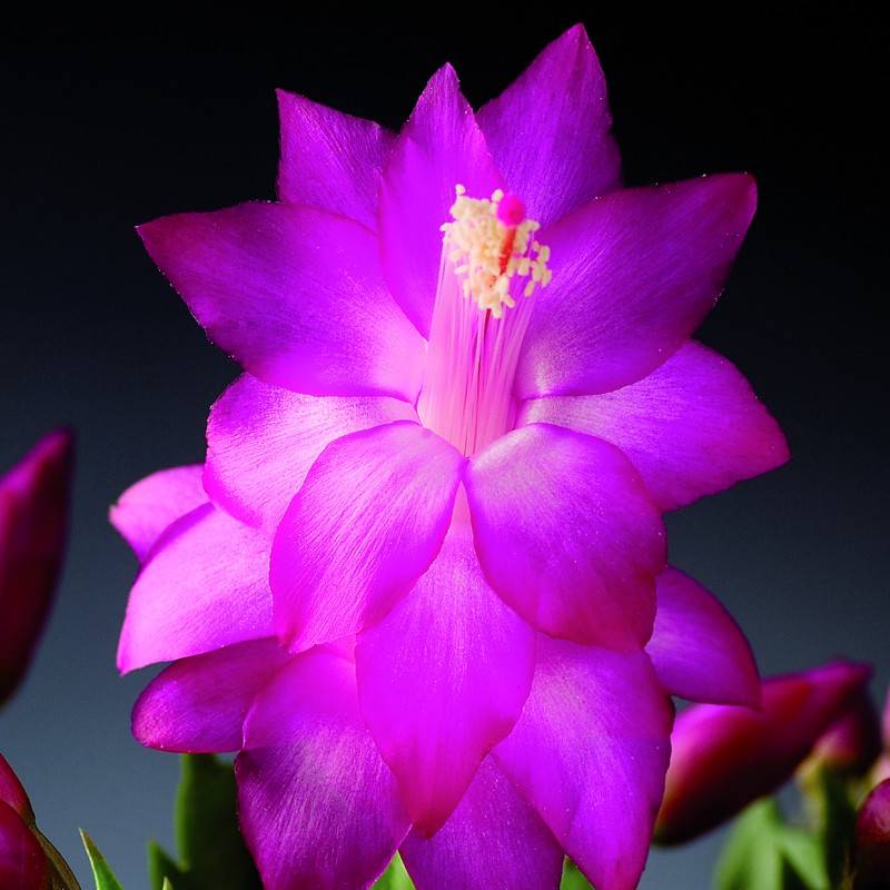 schlumbergera carneval brazil 300