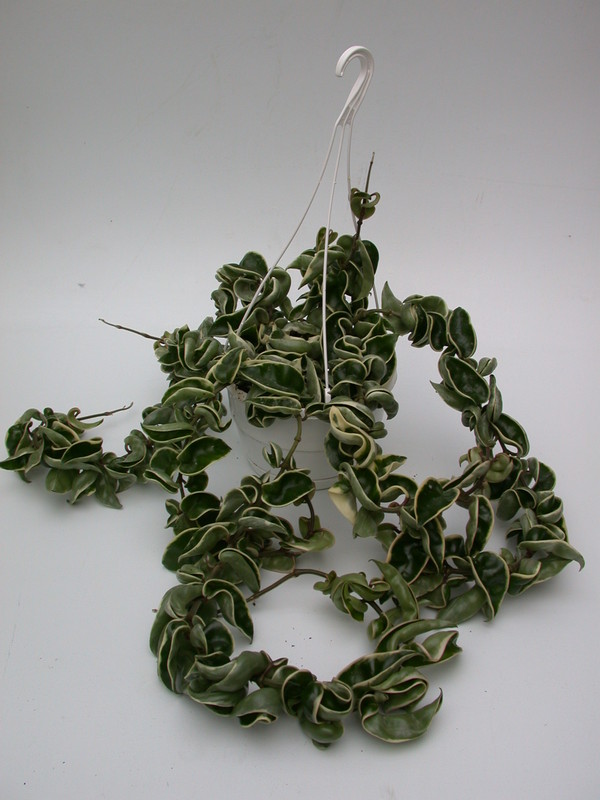 hoya carnosa compacta regalis 3946