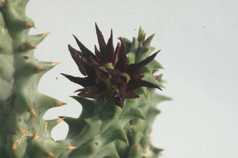 quaqua mammillaris 1748