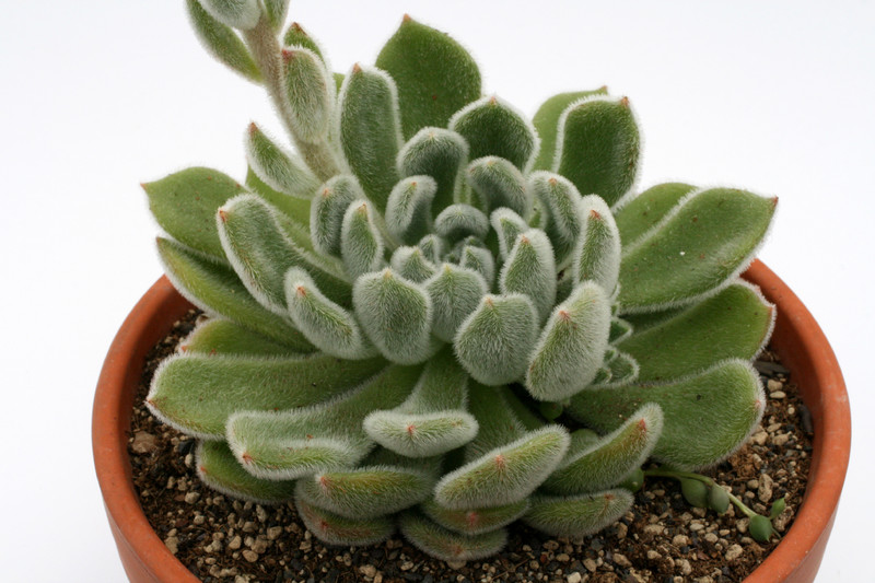echeveria cv doris taylor 0337