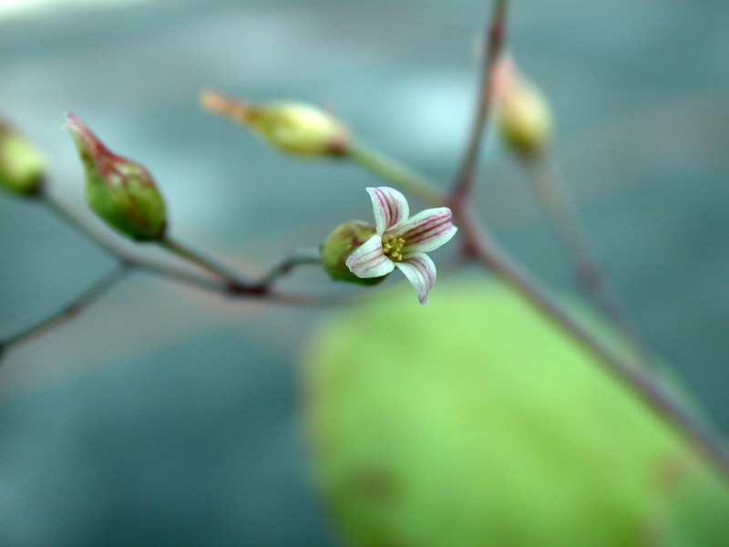 kalanchoe humilis 02