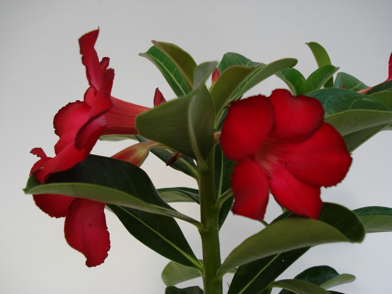 adenium obesum sunshine 672