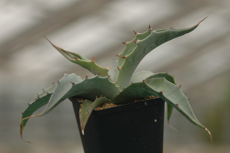 agave maximiliana kathrinae 8681