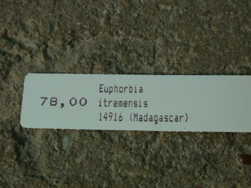 euphorbia itremensis es14916 05