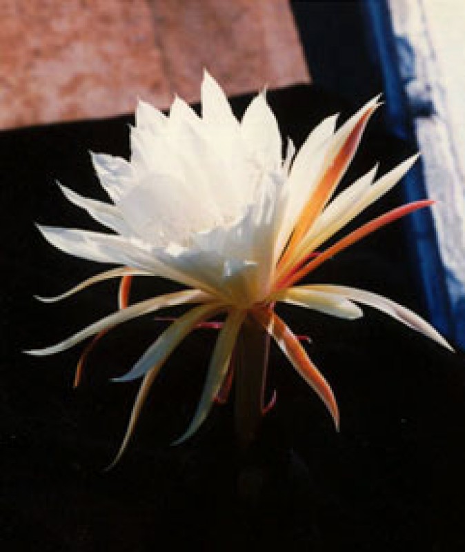 eh reflected glory falsch
