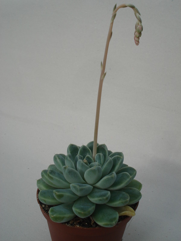 echeveria halbingeri 8302