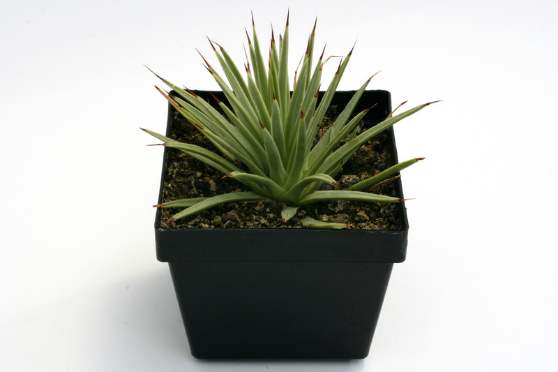 agave stricta nana 0610