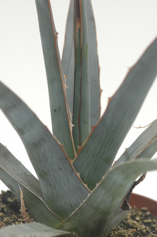 agave xylonacanha 8746