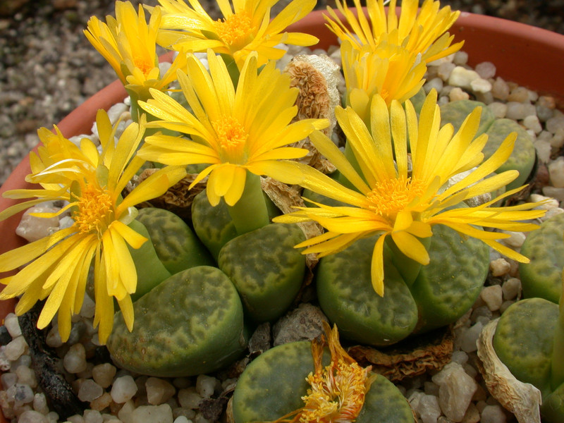 lithops bromfieldii insularis sulphurea c362 07