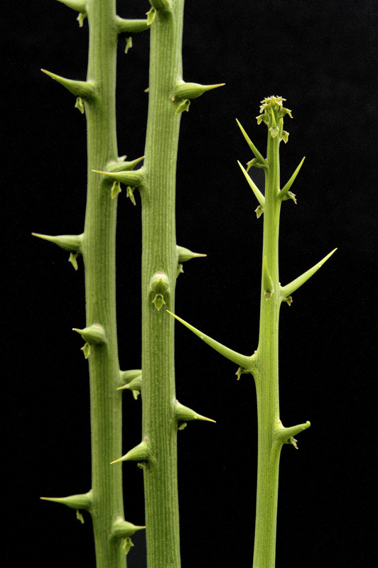 adenia globosa 08