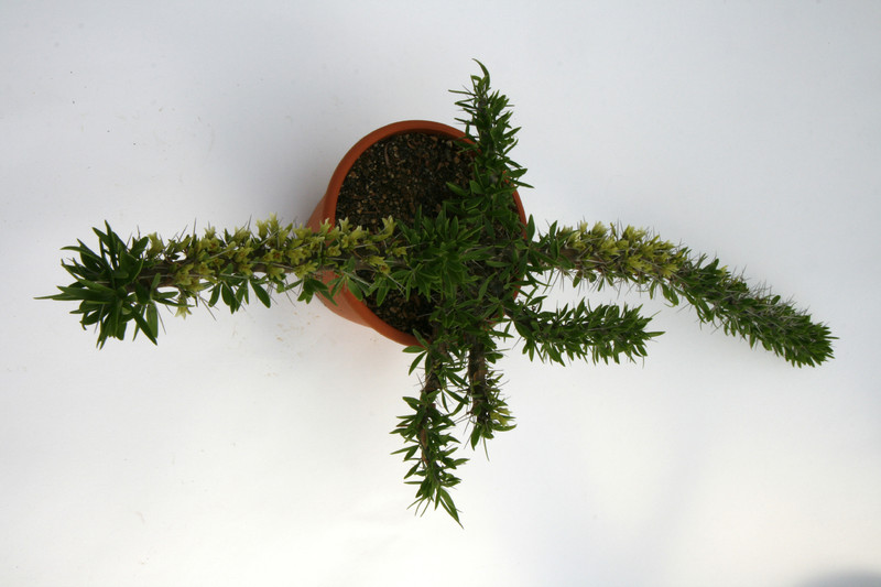 didiera trollii 9085