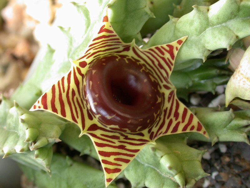 huernia zebrina jps 02